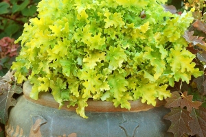 Heuchera 'Lime Marmalade'